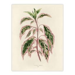 "Artery8 Vintage Botanical Rose Mallow Fawcett Wall Art Poster Print in Beige - Size: W24"" x H32""" - thumbnail 1