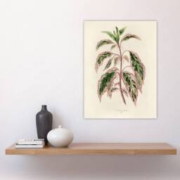 "Artery8 Vintage Botanical Rose Mallow Fawcett Wall Art Poster Print in Beige - Size: W24"" x H32""" - thumbnail 4