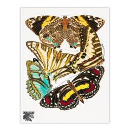 Artery8 Eugene Seguy Framed Wall Art Print Papillons Butterflies Vintage - Size: A4 - thumbnail 3