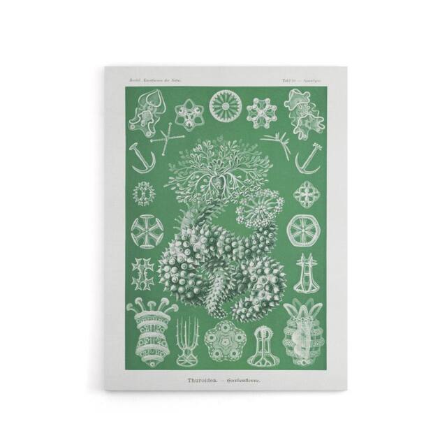 "Artery8 Ocean Sea Cucumber Beach Haeckel Botanical Canvas Wall Art in Green - Size: W18"" x H24""" - image 1
