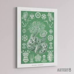 "Artery8 Ocean Sea Cucumber Beach Haeckel Botanical Canvas Wall Art in Green - Size: W18"" x H24""" - thumbnail 2
