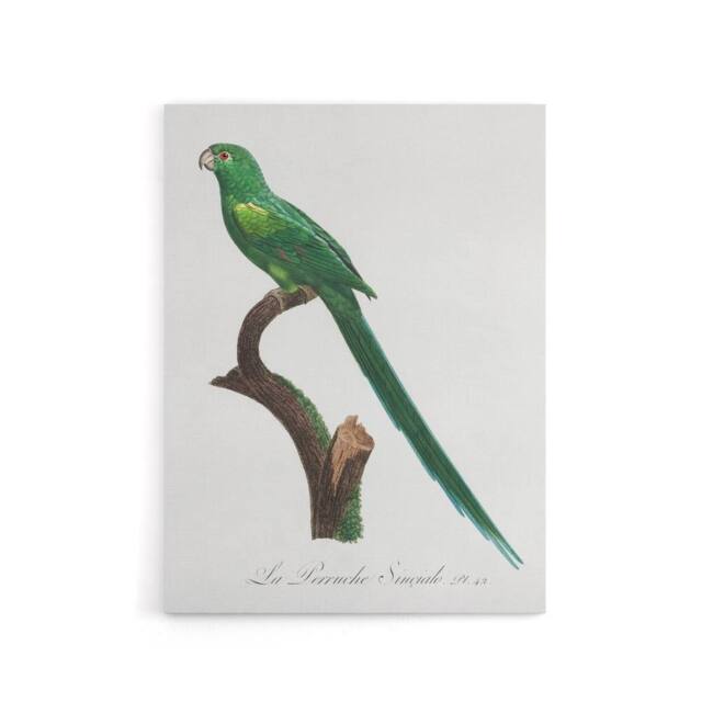 "Artery8 The Long Tailed Parakeet Francois Levaillant Canvas Wall Art Print in White - Size: W12"" x H16""" - image 1