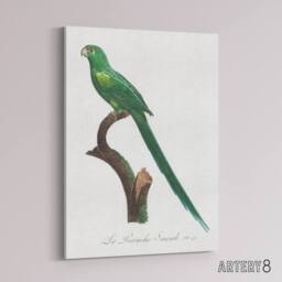 "Artery8 The Long Tailed Parakeet Francois Levaillant Canvas Wall Art Print in White - Size: W12"" x H16""" - thumbnail 2