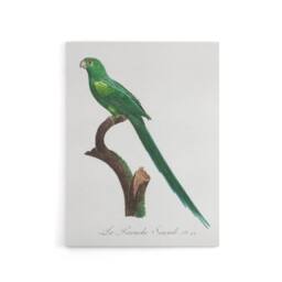 "Artery8 The Long Tailed Parakeet Francois Levaillant Canvas Wall Art Print in White - Size: W12"" x H16""" - thumbnail 1