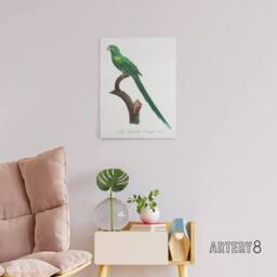 "Artery8 The Long Tailed Parakeet Francois Levaillant Canvas Wall Art Print in White - Size: W12"" x H16""" - thumbnail 3