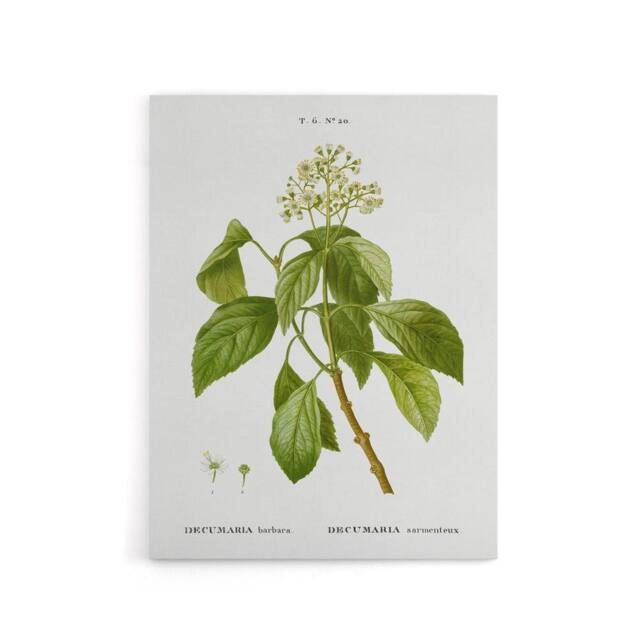 "Artery8 Climbing Hydrangea Flowers Redoute Vintage Canvas Wall Art in White - Size: W18"" x H24""" - image 1