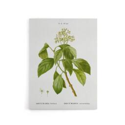 "Artery8 Climbing Hydrangea Flowers Redoute Vintage Canvas Wall Art in White - Size: W18"" x H24""" - thumbnail 1