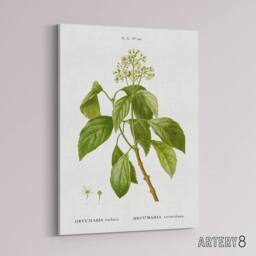 "Artery8 Climbing Hydrangea Flowers Redoute Vintage Canvas Wall Art in White - Size: W18"" x H24""" - thumbnail 2