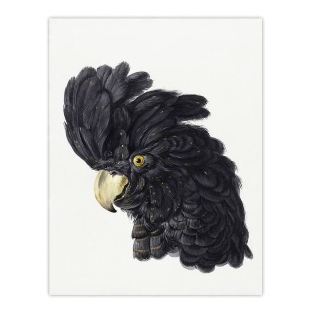"Artery8 Head of a Black Cockatoo Watercolour Schouman Wall Art Poster Print in White - Size: W12"" x H16""" - image 1