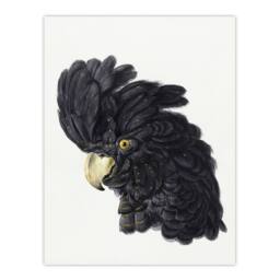 "Artery8 Head of a Black Cockatoo Watercolour Schouman Wall Art Poster Print in White - Size: W12"" x H16""" - thumbnail 1
