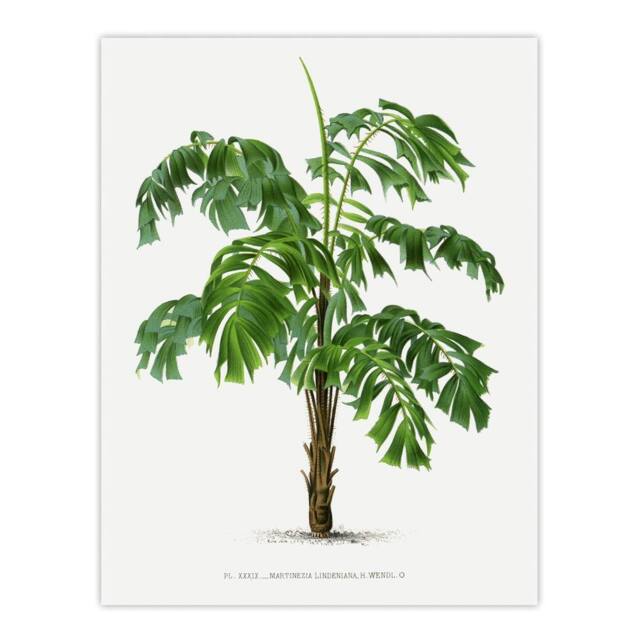 "Artery8 Martinezia Lindeniana Palm Tree Kerchove Wall Art Poster Print in White - Size: W18"" x H24""" - image 1