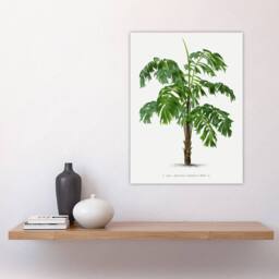 "Artery8 Martinezia Lindeniana Palm Tree Kerchove Wall Art Poster Print in White - Size: W18"" x H24""" - thumbnail 4