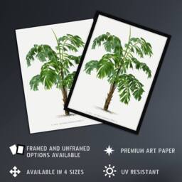 "Artery8 Martinezia Lindeniana Palm Tree Kerchove Wall Art Poster Print in White - Size: W18"" x H24""" - thumbnail 2