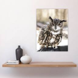 "Artery8 Owl perched on a rock Carol M Highsmith Wall Art Poster Print - Size: W12"" x H16""" - thumbnail 4