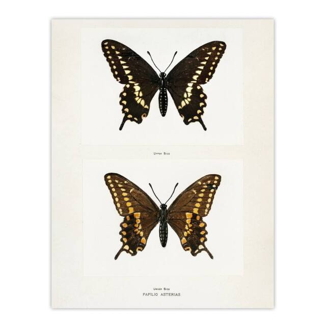 "Artery8 Black Swallowtail Butterfly Sherman Denton Wall Art Poster Print in White - Size: W12"" x H16""" - image 1