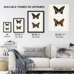 "Artery8 Black Swallowtail Butterfly Sherman Denton Wall Art Poster Print in White - Size: W12"" x H16""" - thumbnail 3