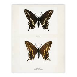 "Artery8 Black Swallowtail Butterfly Sherman Denton Wall Art Poster Print in White - Size: W12"" x H16""" - thumbnail 1