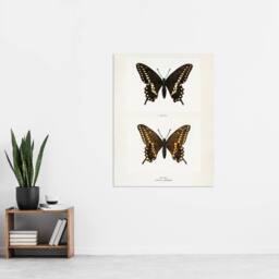 "Artery8 Black Swallowtail Butterfly Sherman Denton Wall Art Poster Print in White - Size: W12"" x H16""" - thumbnail 4
