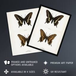 "Artery8 Black Swallowtail Butterfly Sherman Denton Wall Art Poster Print in White - Size: W12"" x H16""" - thumbnail 2