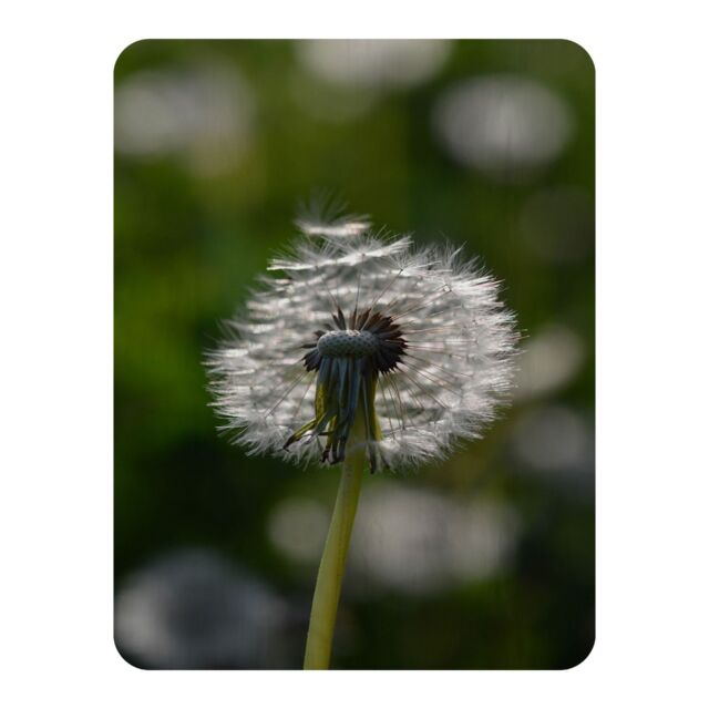 Benjamin Tate Design fluffy flower Designer Blanket in Natural - Size: 120 cm x 150 cm - image 1