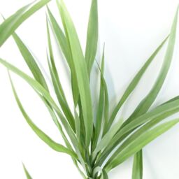 Leaf 125cm Dragon Tree Dracaena Plant Natural Look Artificial in Green - thumbnail 4