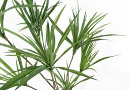 Leaf 125cm Dragon Tree Dracaena Plant Natural Look Artificial in Green - thumbnail 2