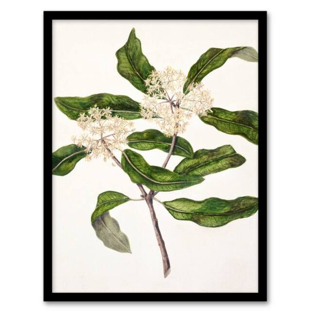 Artery8 Sarah Featon Framed Wall Art Print New Zealand Tarata Lemonwood Plant in Beige - Size: A4 - image 1