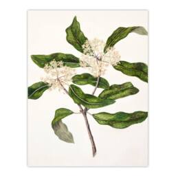 Artery8 Sarah Featon Framed Wall Art Print New Zealand Tarata Lemonwood Plant in Beige - Size: A4 - thumbnail 3