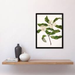 Artery8 Sarah Featon Framed Wall Art Print New Zealand Tarata Lemonwood Plant in Beige - Size: A4 - thumbnail 2