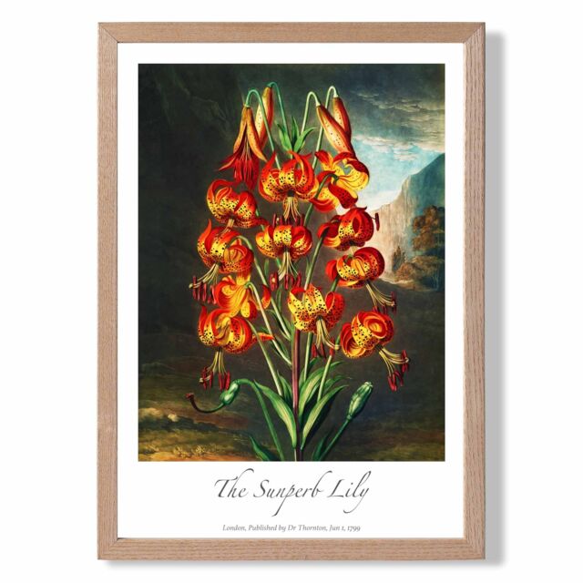 ARTZE Vintage Floral Exhibition - Lily Flower Framed Print SIZE: A4 with Oak Frame in Red - image 1