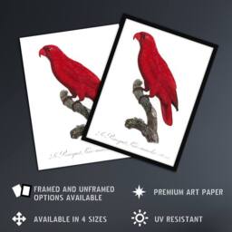 "Artery8 The Cardinal Lory Parrot Francois Levaillant Wall Art Poster Print in White - Size: W24"" x H32""" - thumbnail 2