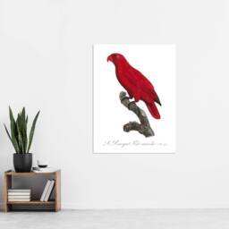 "Artery8 The Cardinal Lory Parrot Francois Levaillant Wall Art Poster Print in White - Size: W24"" x H32""" - thumbnail 4