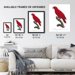 "Artery8 The Cardinal Lory Parrot Francois Levaillant Wall Art Poster Print in White - Size: W24"" x H32""" - thumbnail 3