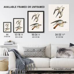 Artery8 James De Kay Swallow Tailed & Sparrow Hawk Framed Wall Art Print in White - Size: A4 - thumbnail 3