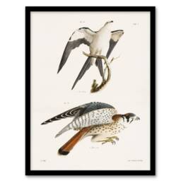 Artery8 James De Kay Swallow Tailed & Sparrow Hawk Framed Wall Art Print in White - Size: A4 - thumbnail 1