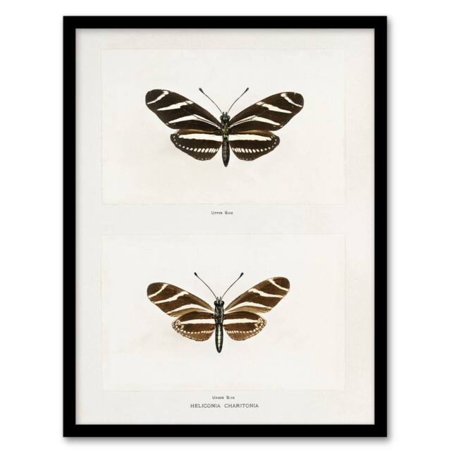 Artery8 Zebra Longwing Butterfly Sherman Denton Framed Wall Art Print in White - Size: A4 - image 1