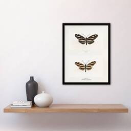Artery8 Zebra Longwing Butterfly Sherman Denton Framed Wall Art Print in White - Size: A4 - thumbnail 4