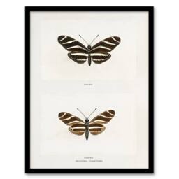 Artery8 Zebra Longwing Butterfly Sherman Denton Framed Wall Art Print in White - Size: A4 - thumbnail 1