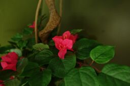 Leaf 150cm Pink Japanese Artificial Silk Bougainvillea Tree in Dark Pink - thumbnail 2