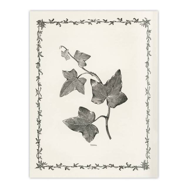 "Artery8 Vintage Botanical Ipomoea Triloba Leaves Hibberd Wall Art Poster Print in White - Size: W12"" x H16""" - image 1