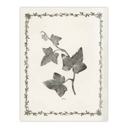 "Artery8 Vintage Botanical Ipomoea Triloba Leaves Hibberd Wall Art Poster Print in White - Size: W12"" x H16""" - thumbnail 1