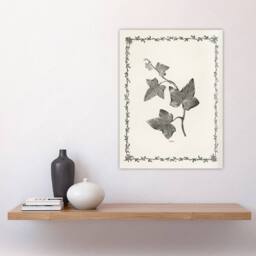 "Artery8 Vintage Botanical Ipomoea Triloba Leaves Hibberd Wall Art Poster Print in White - Size: W12"" x H16""" - thumbnail 4