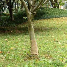 Berkfield Home Jute Roll 0.25x50 m 100% Jute 200 gsm in Tan - thumbnail 2