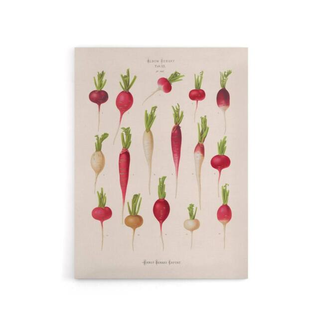 "Artery8 Radishes from Album Benary Ernst Benary Canvas Wall Art Print in White - Size: W18"" x H24""" - image 1