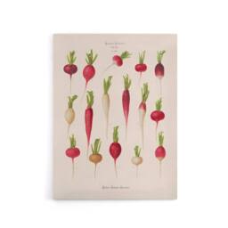 "Artery8 Radishes from Album Benary Ernst Benary Canvas Wall Art Print in White - Size: W18"" x H24""" - thumbnail 1