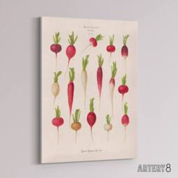 "Artery8 Radishes from Album Benary Ernst Benary Canvas Wall Art Print in White - Size: W18"" x H24""" - thumbnail 2