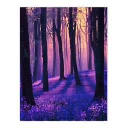 "Artery8 Realistic Purple Bluebell Forest Artwork Dawn Sun Wall Art Print - Size: W18"" x H24""" - thumbnail 1