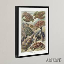 "Artery8 Chelonia Turtles Haeckel Botanical Black Framed Canvas Wall Art - Size: W12"" x H16""" - thumbnail 2