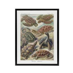 "Artery8 Chelonia Turtles Haeckel Botanical Black Framed Canvas Wall Art - Size: W12"" x H16""" - thumbnail 1