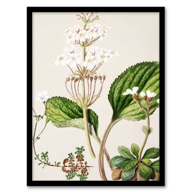 Artery8 Sarah Featon Framed Wall Art New Zealand Ourisia Flowering Plant in Beige - Size: A4 - image 1